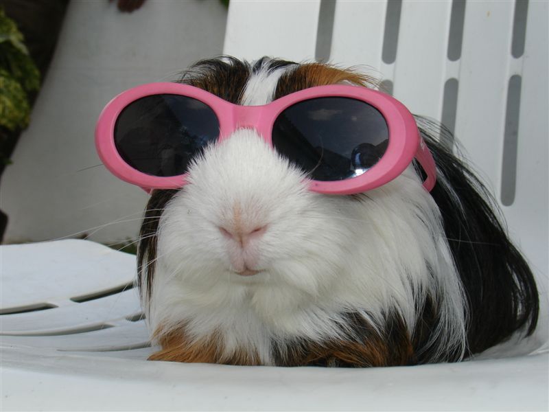 guinea-pig-with-sunglasses-big