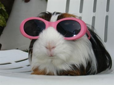 guinea-pig-with-sunglasses-big