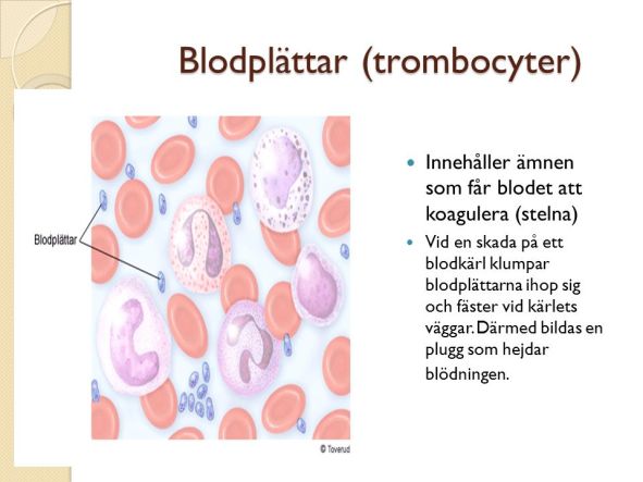 180702 Blodplättar+(trombocyter)